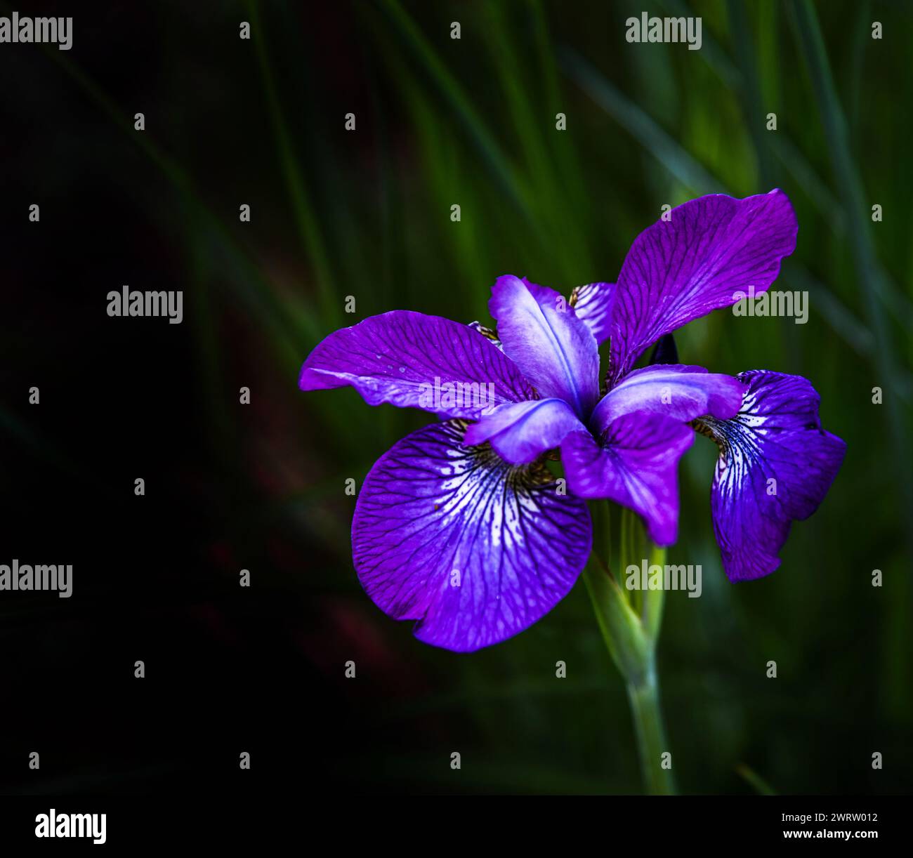 Purple Iris Banque D'Images