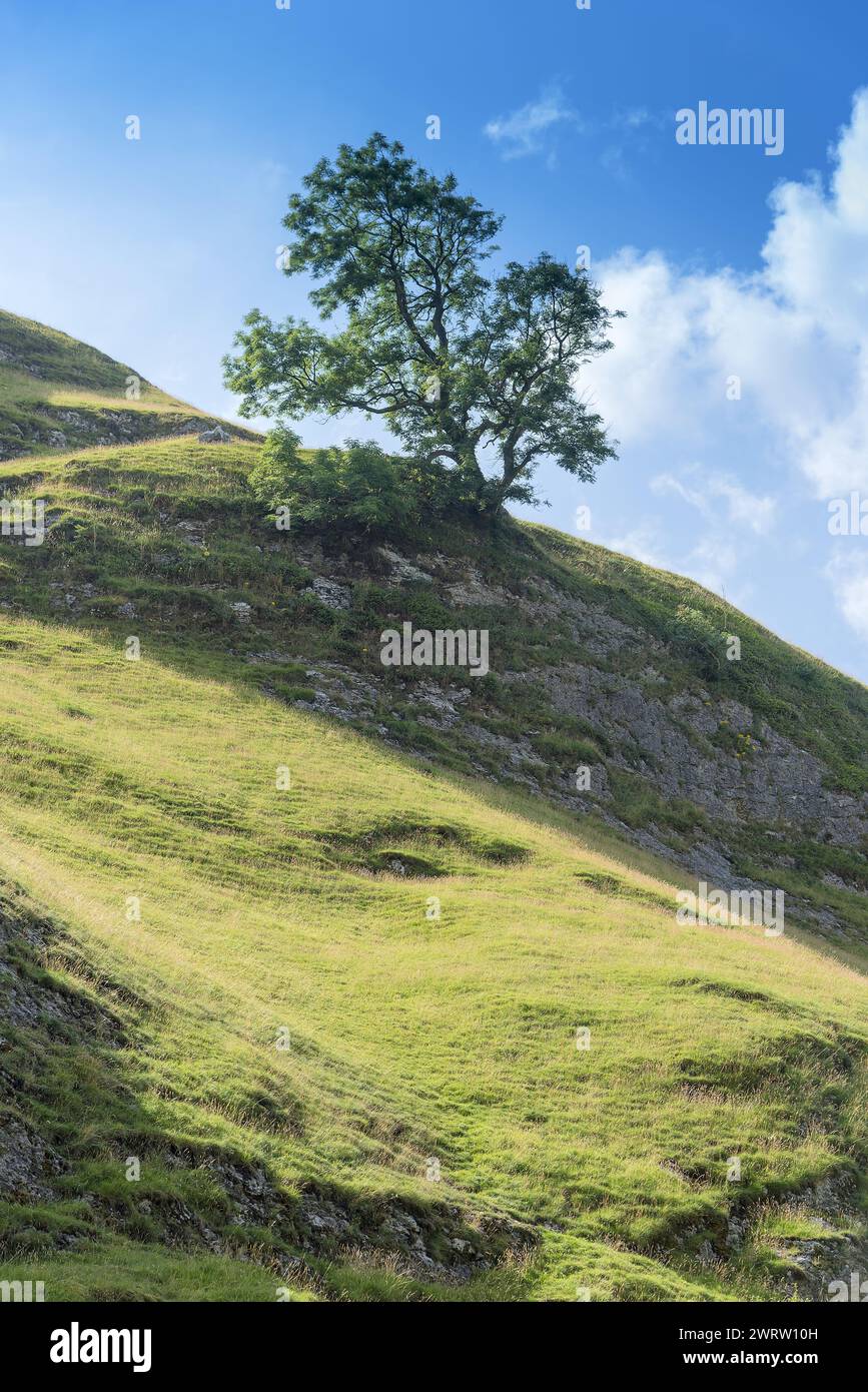 Arbre solitaire situé dans le Derbyshire Peak District près de Castleton Banque D'Images