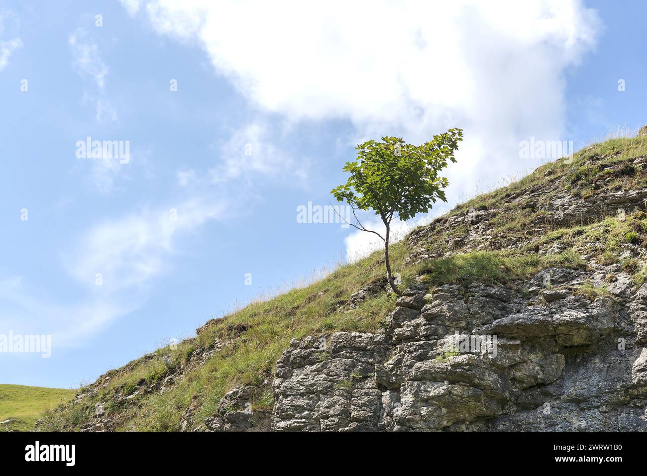 Arbre solitaire situé dans le Derbyshire Peak District près de Castleton Banque D'Images