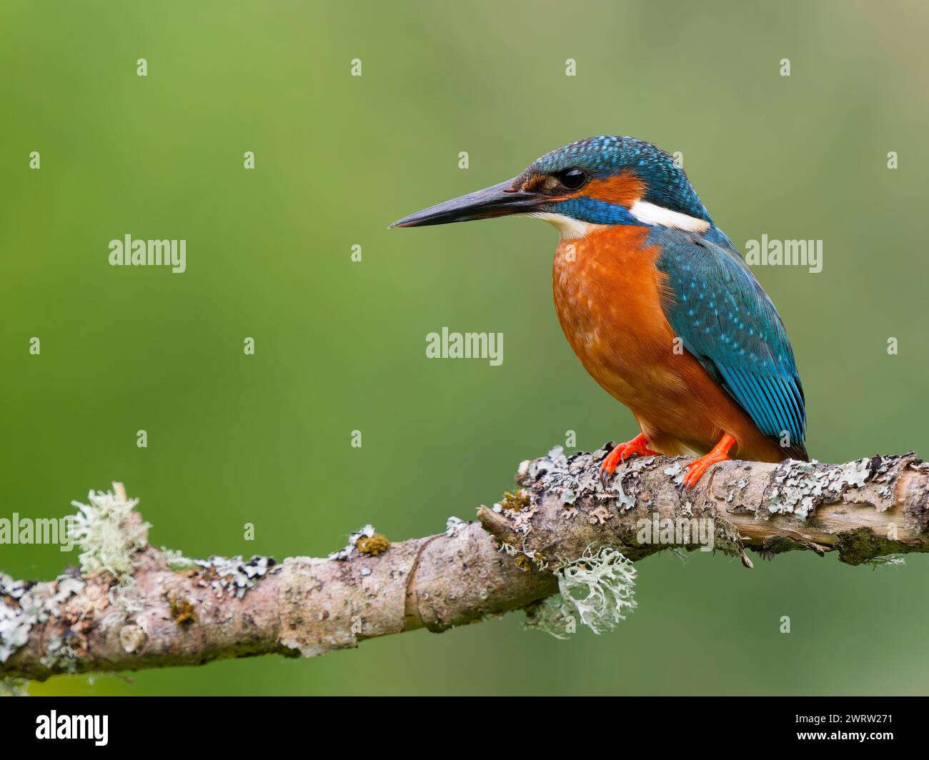 Un beau Kingfisher, (Alcedo atthis), perché sur une branche couverte de lichen au-dessus d'un étang, près de Leeds, West Yorkshire, Royaume-Uni Banque D'Images