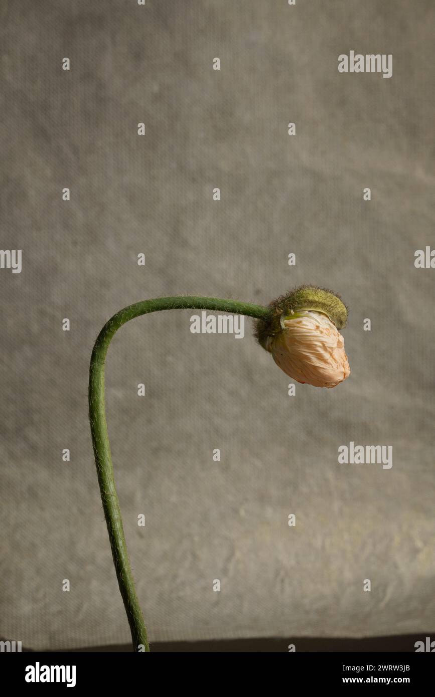 Une seule fleur de coquelicot rose nature morte sur fond doré Banque D'Images
