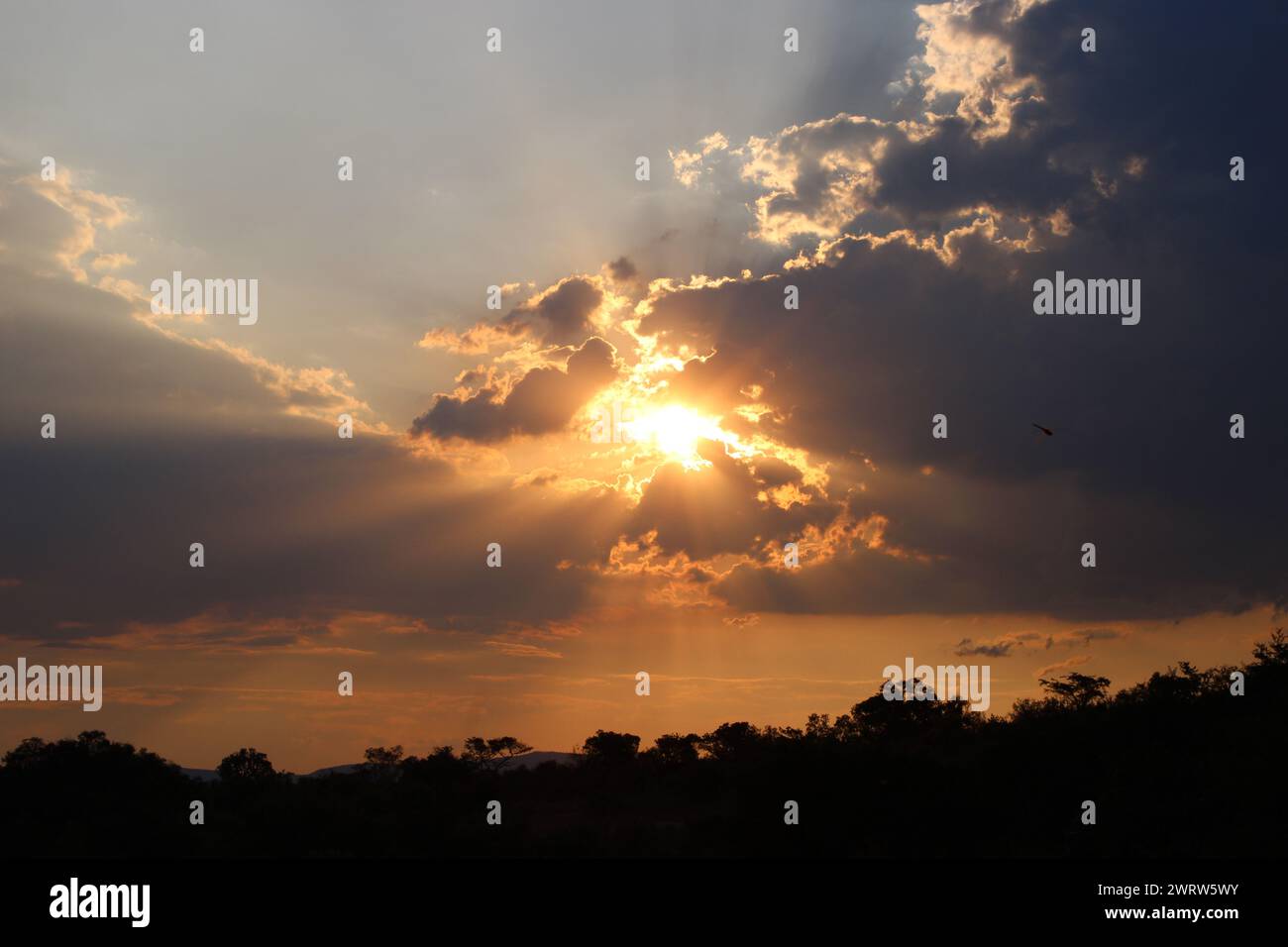 Magnifiques couchers de soleil africains pris dans le Lowveld Mpumalanga. Les teintes dorées et le ciel africain s'enflamment : explorez la magie du coucher de soleil au cœur de l'Afrique Banque D'Images