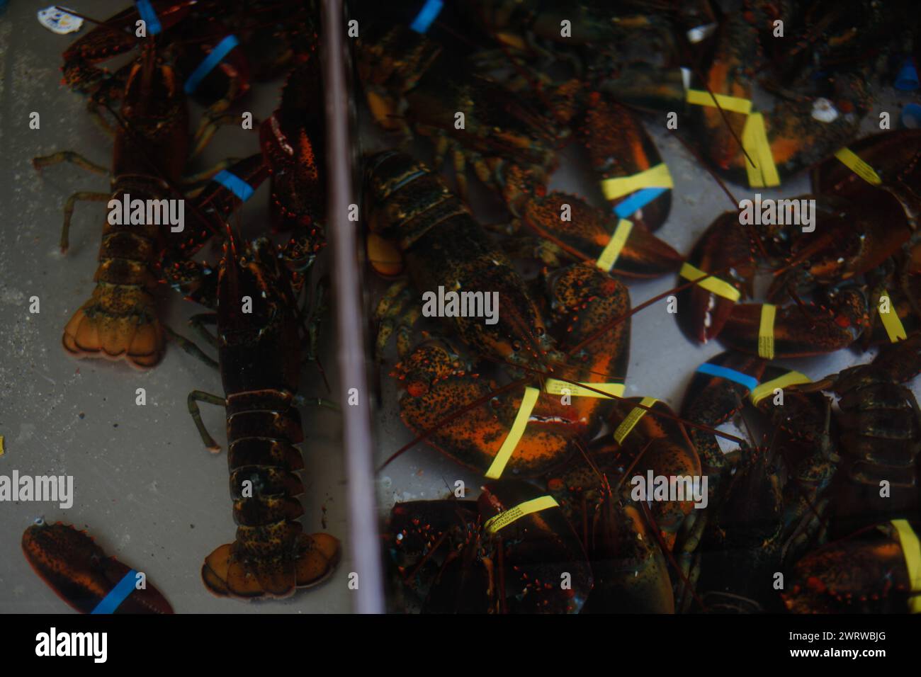 Homards vivants à vendre à Vinalhaven, Maine, USA. Banque D'Images