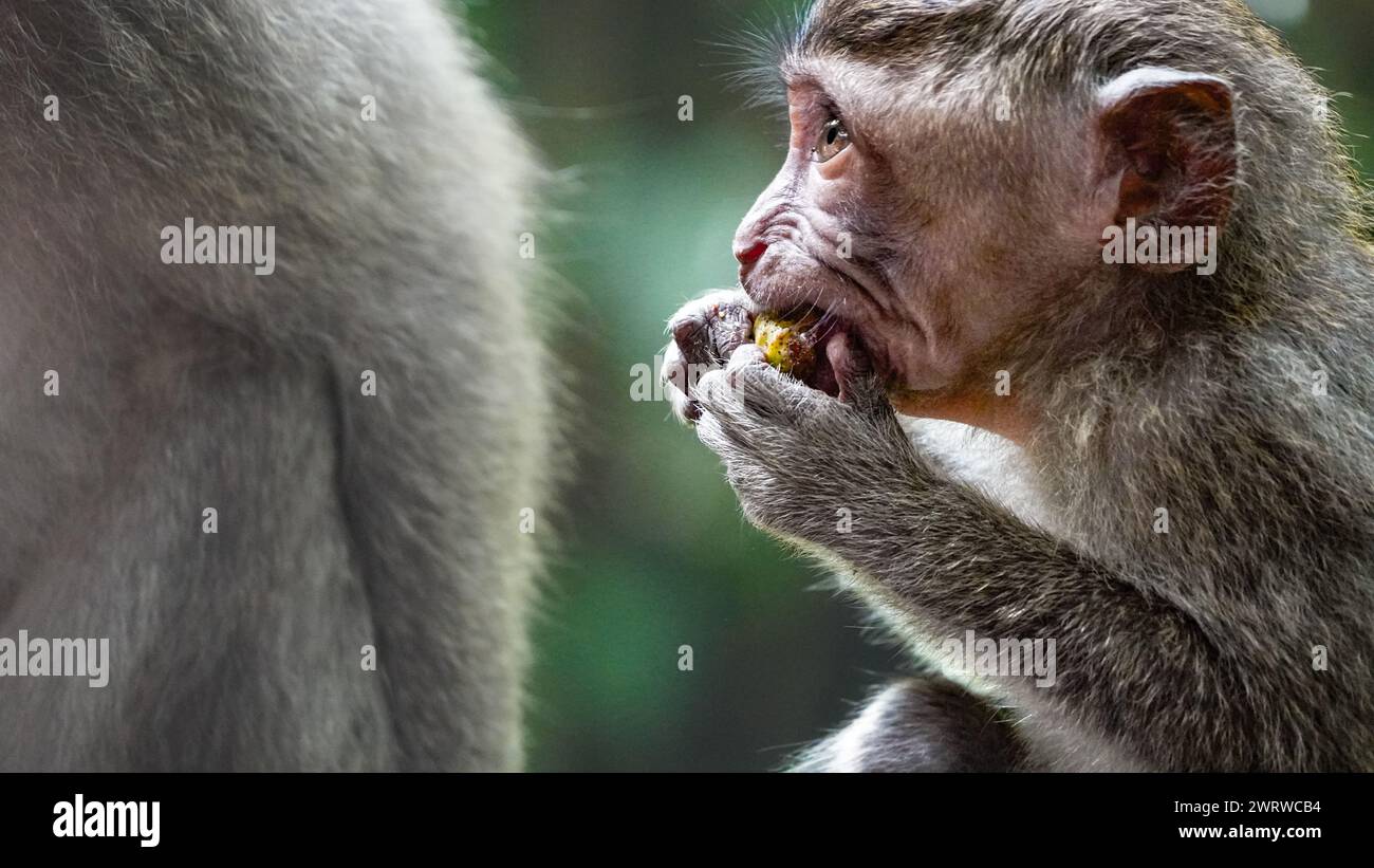 bébé singe mange de la nourriture, gros plan Banque D'Images