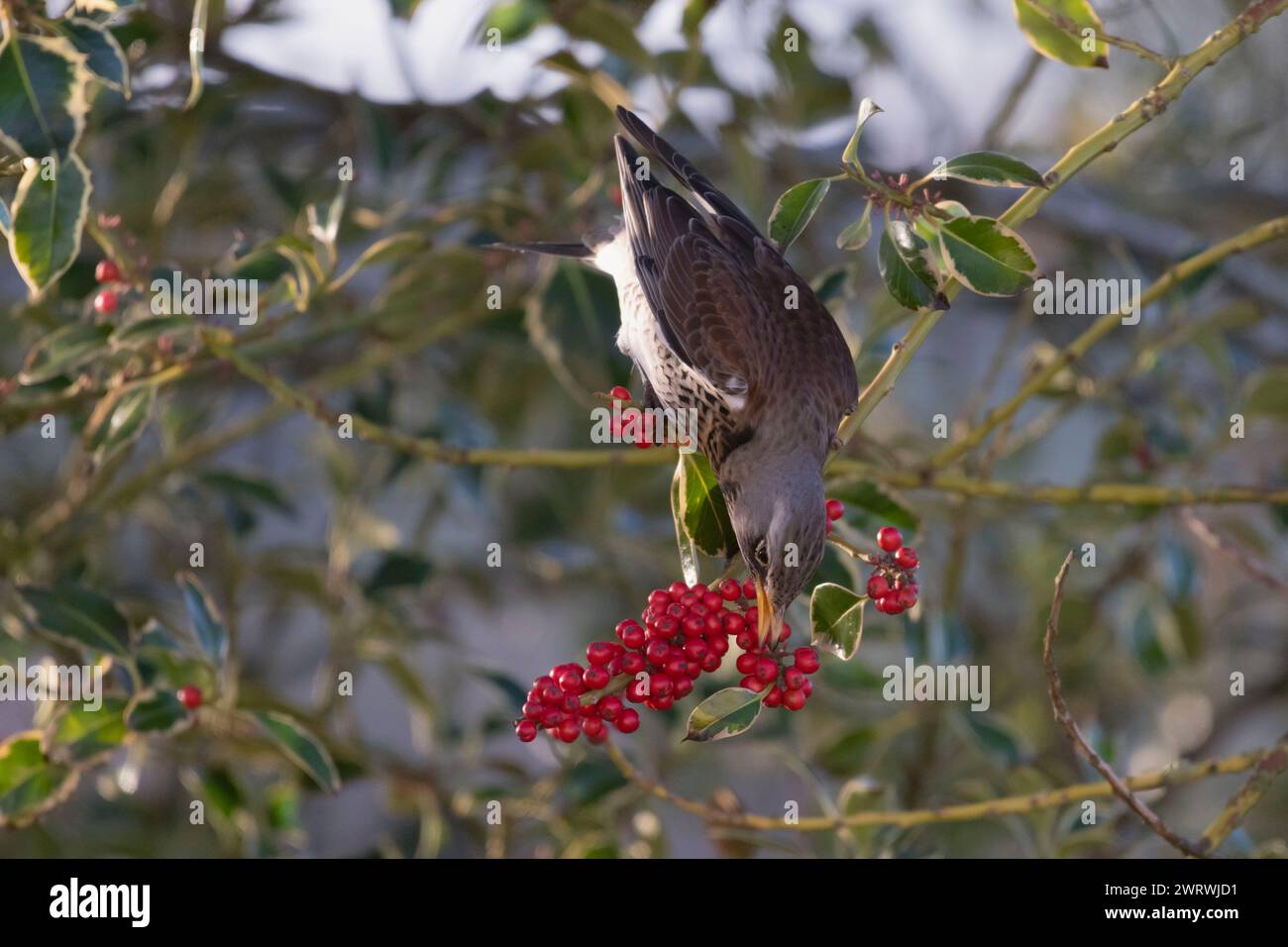 Un Fieldfare (Turdus pilaris) en hiver, perché dans un Holly Tree (Ilex aquifolium) et se nourrissant des baies rouges Banque D'Images