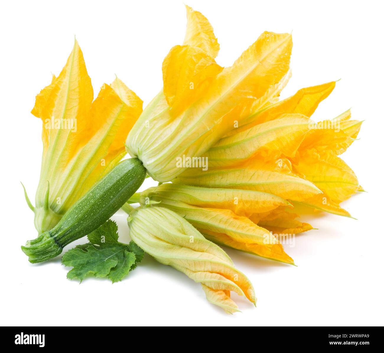 Fleurs de courgette ou de courgette et courgettes de bébé non cultivées avec fleur isolée sur fond blanc. Banque D'Images