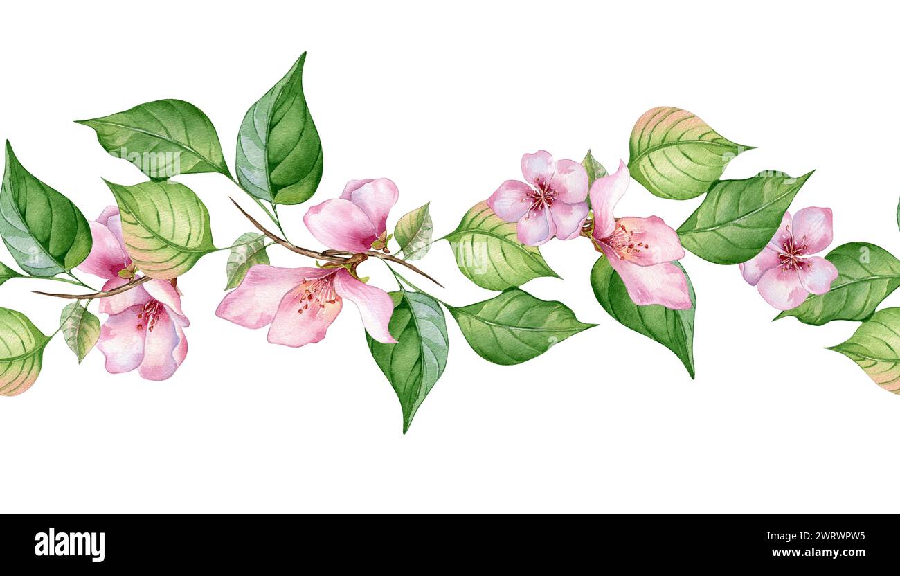 Bannière sans couture aquarelle avec des fleurs roses et des feuilles isolées sur blanc. Planche florale avec branche de fruit de fleur dessinée à la main. Élément pour mariage invi Banque D'Images