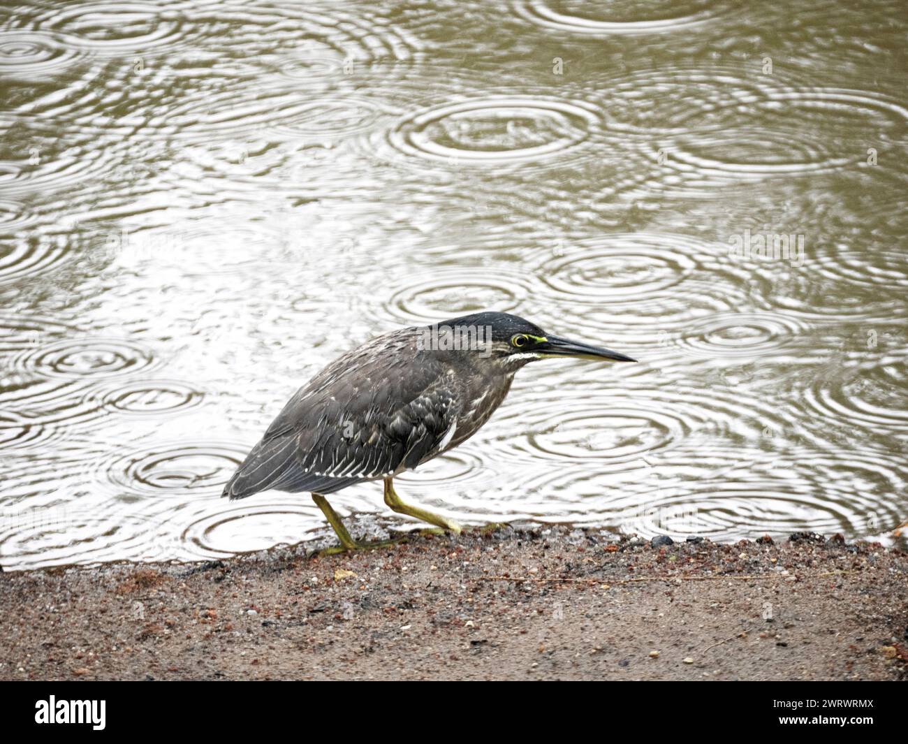Héron strié (Butorides striata) pêchant au bord des eaux sous la pluie, Khao Lak, Thaïlande, également connu sous le nom de héron de mangrove, petit héron vert ou dos vert Banque D'Images