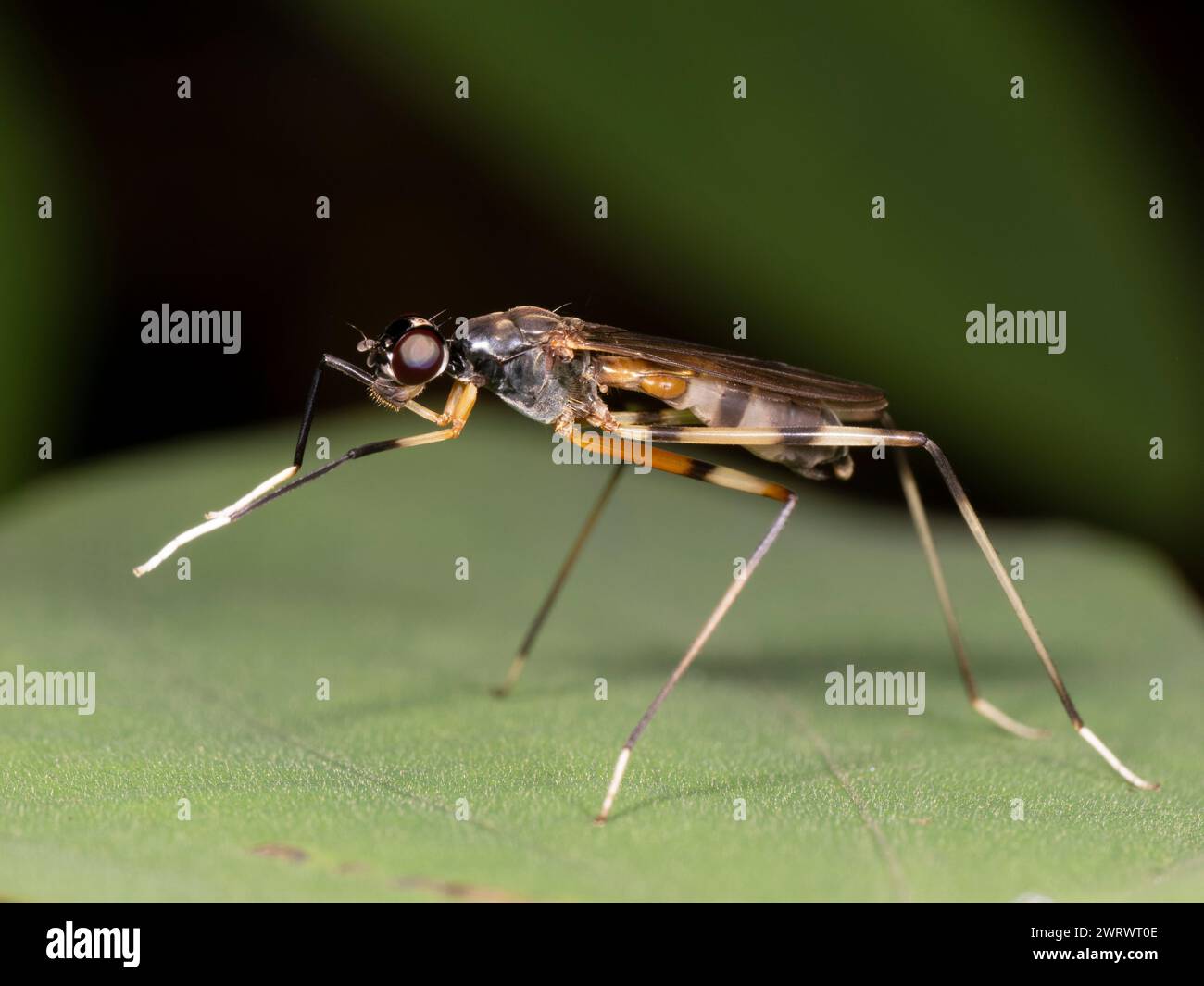 Mouche à pattes longues (Dolichopodidae sp.) Réserve naturelle de Khao Sok, Thaïlande Banque D'Images