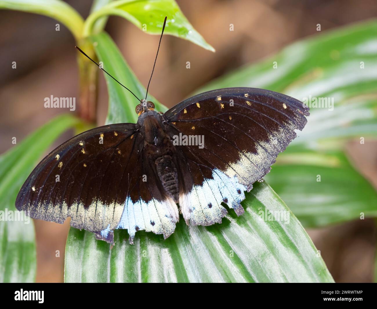 Archiduc commun papillon (Lexias parpalis) wingos ouvert, réserve naturelle de Khao Sok, Thaïlande Banque D'Images