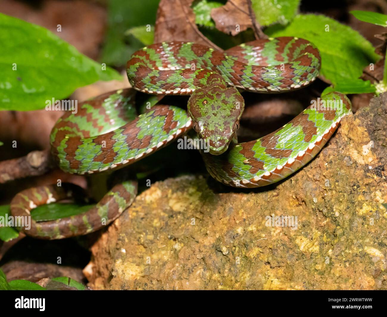 Vipère de la Pit de Phuket (Trimeresurus phuketensis) mâle, venimeux, recourbé sur le sol de la forêt tropicale la nuit, Nr Kathu Waterfall, Phuket, Thaïlande Banque D'Images