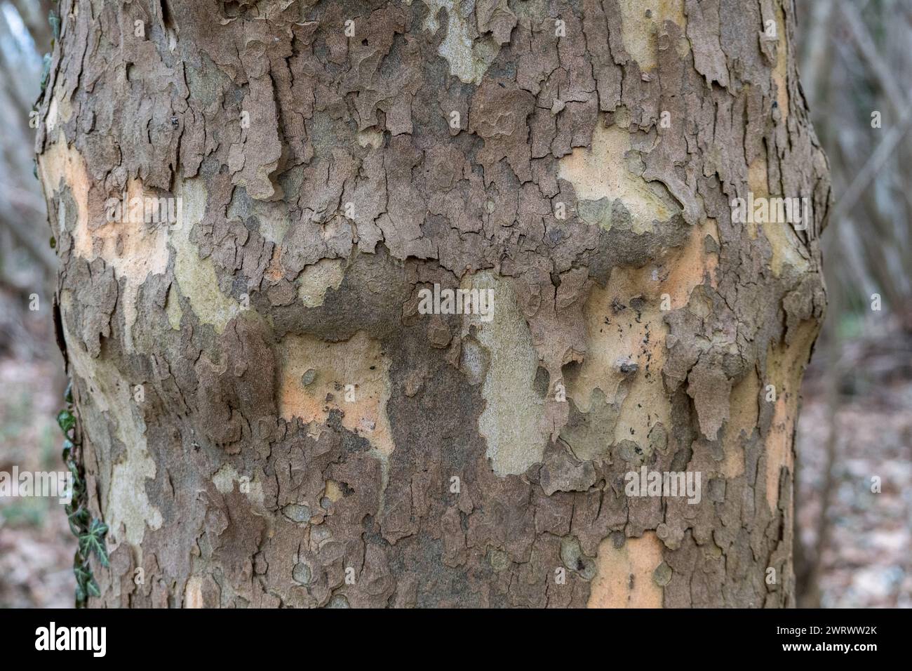 Vue de face d'un arbre plan avec sa texture. Fond en bois d'écorce de Platan. Texture naturelle de l'écorce d'arbre. Banque D'Images