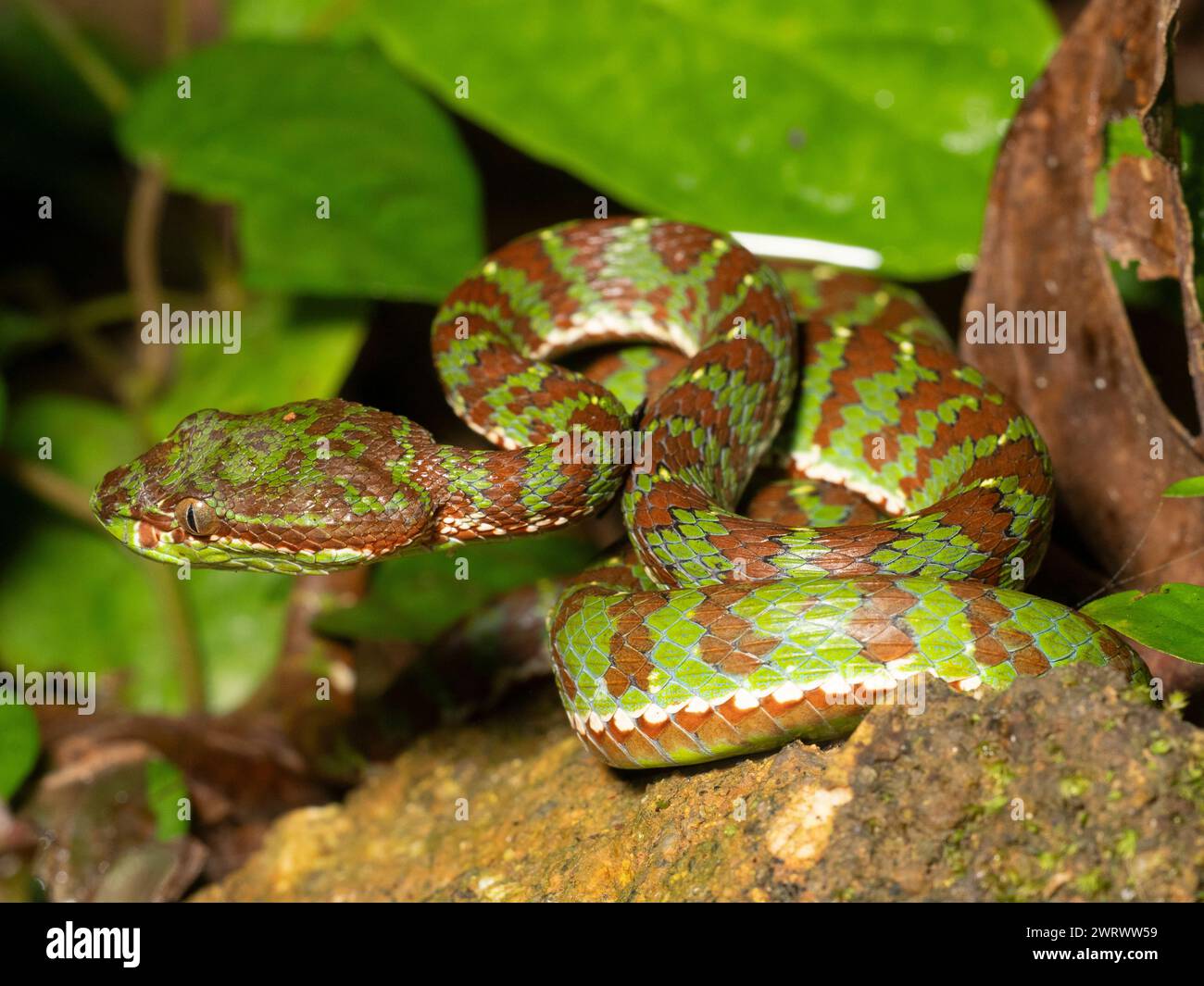 Vipère de la Pit de Phuket (Trimeresurus phuketensis) mâle, venimeux, recourbé sur le sol de la forêt tropicale la nuit, Nr Kathu Waterfall, Phuket, Thaïlande Banque D'Images