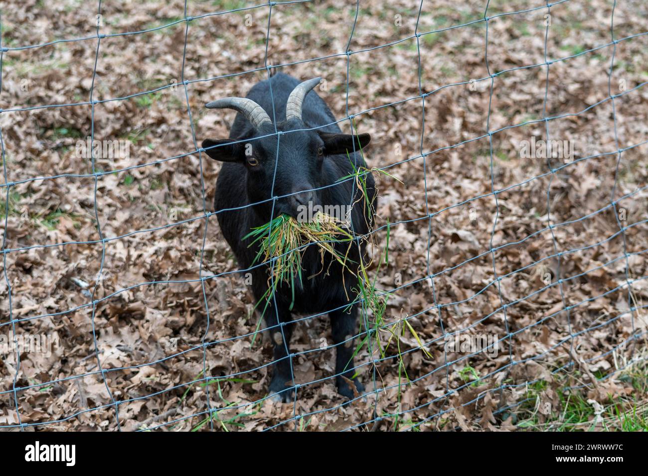 Petite chèvre noire dans une clôture sur une ferme. L'animal s'approche du filet où une fille lui nourrit de l'herbe. Banque D'Images