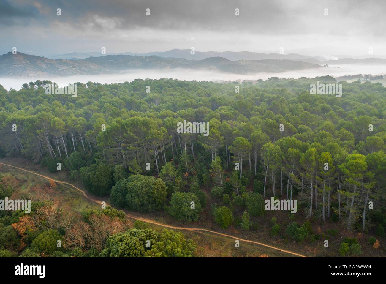 Vue aérienne de la forêt de pins. Banque D'Images