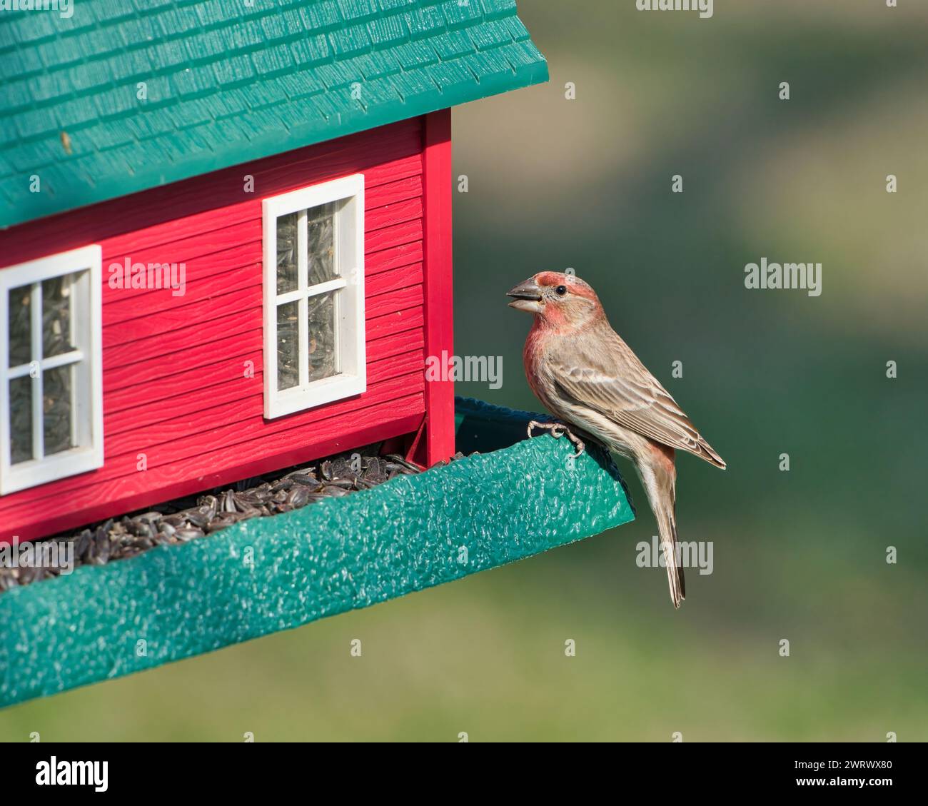 Un gros plan d'un oiseau finch de maison mâle perché sur une mangeoire à oiseaux Banque D'Images