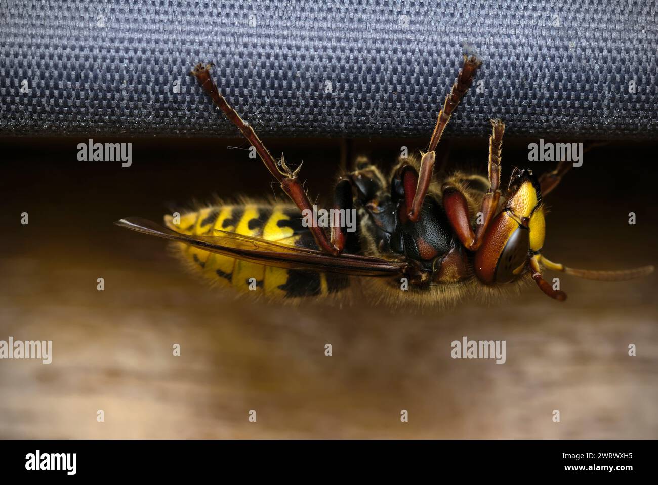 Gros plan d'un frelon européen (Vespa crabro) sur une fenêtre à l'intérieur d'une pièce, hyménoptères, guêpes, macro photographie, nature, biodiversité Banque D'Images