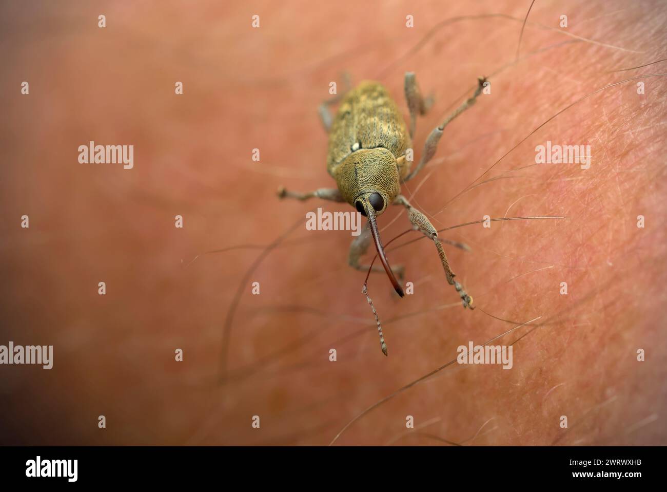 Single Snout Weevil (Curculio glandium) sur peau humaine, macro photographie d'insectes, nature, biodiversité Banque D'Images