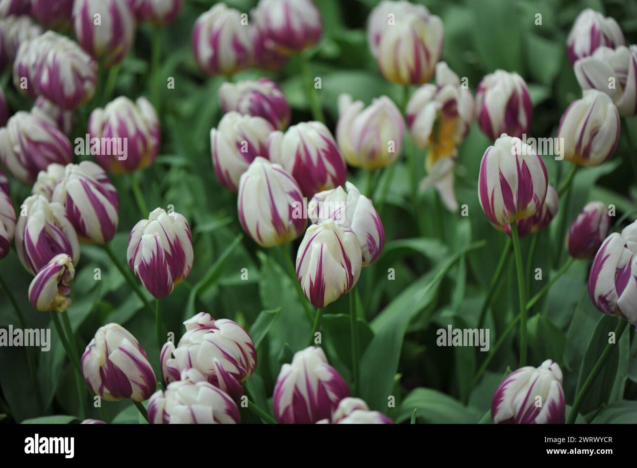 Tulipes pourpres et blanches (Tulipa) les pieds heureux fleurissent dans un jardin en mars Banque D'Images