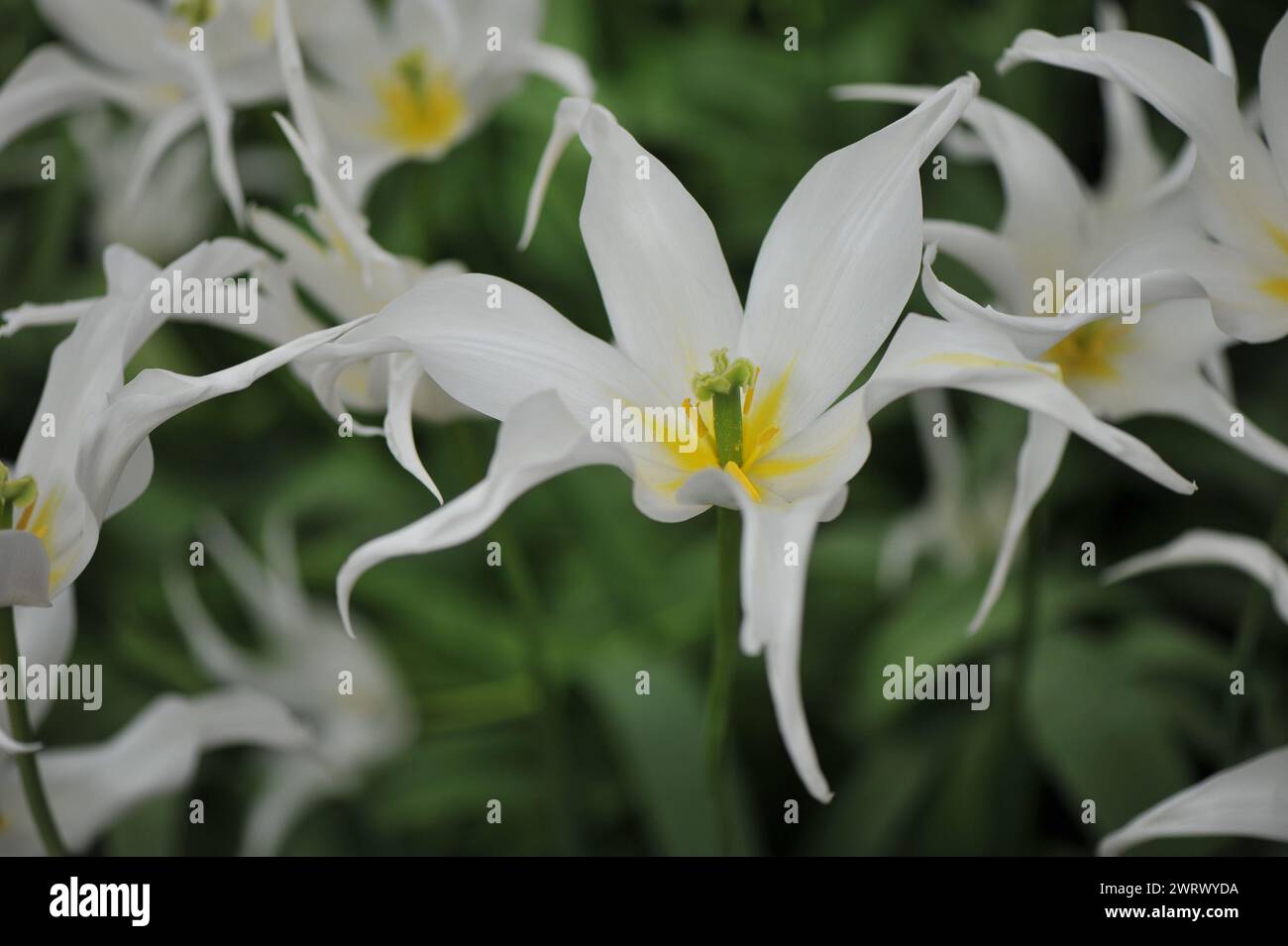 Tulipes blanches à fleurs de lis (Tulipa) soins de santé fleurissent dans un jardin en avril Banque D'Images
