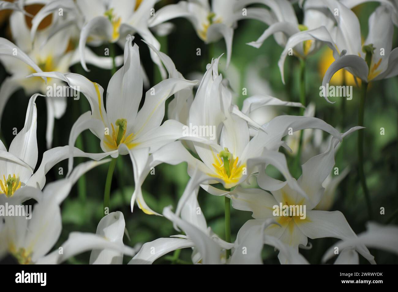 Tulipes blanches à fleurs de lis (Tulipa) soins de santé fleurissent dans un jardin en avril Banque D'Images