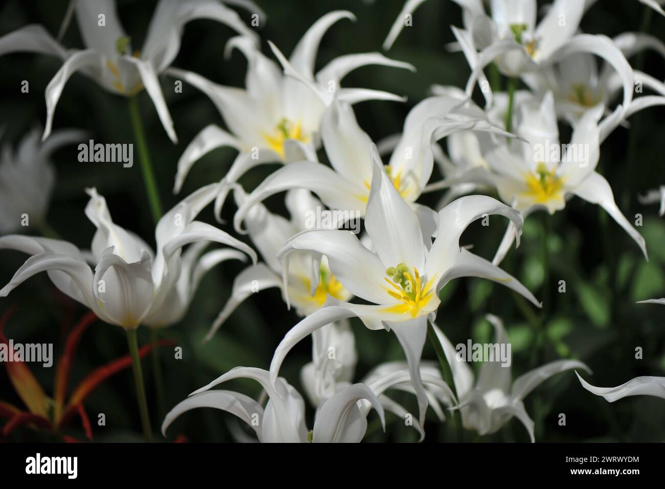 Tulipes blanches à fleurs de lis (Tulipa) soins de santé fleurissent dans un jardin en avril Banque D'Images