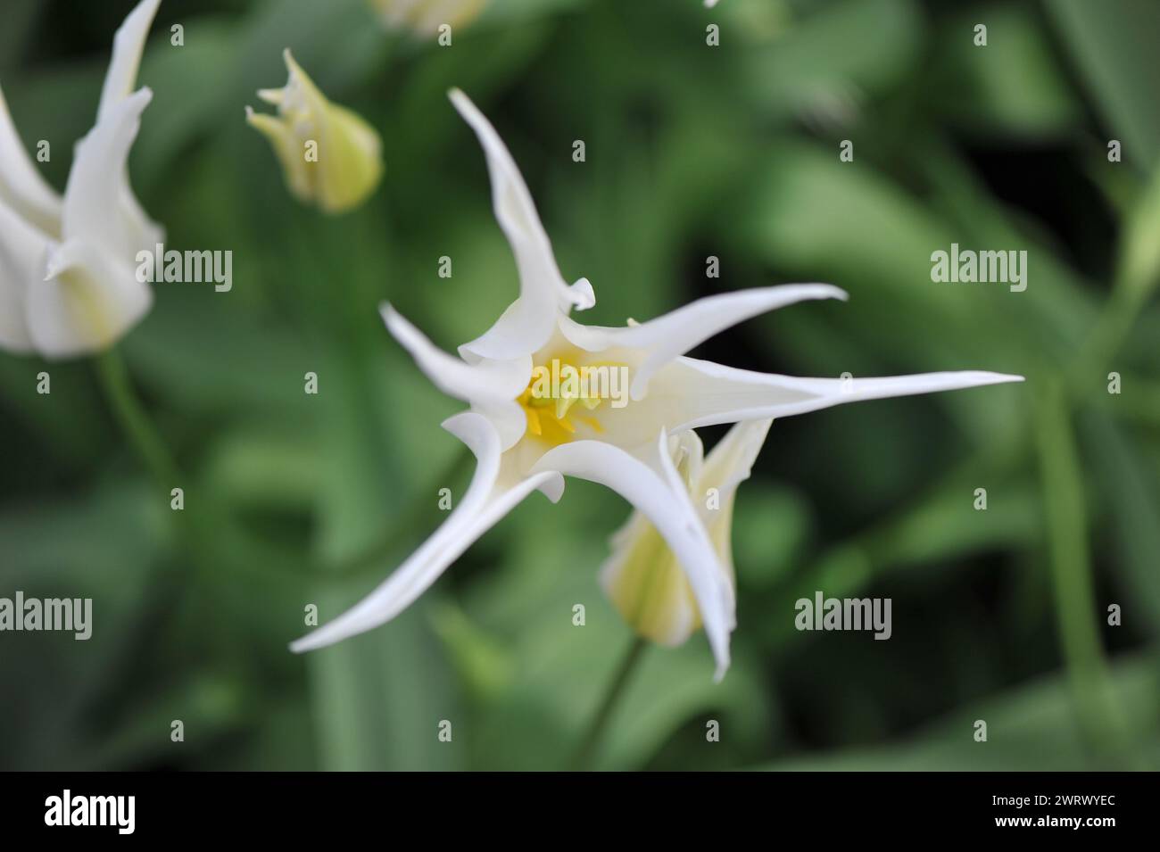 Tulipes blanches à fleurs de lis (Tulipa) soins de santé fleurissent dans un jardin en avril Banque D'Images