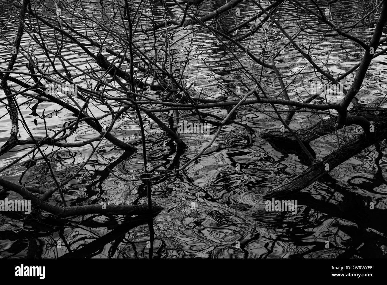 Eau noire et blanche avec branches et racines. Branches et racines s'enfonçant dans l'eau. Banque D'Images