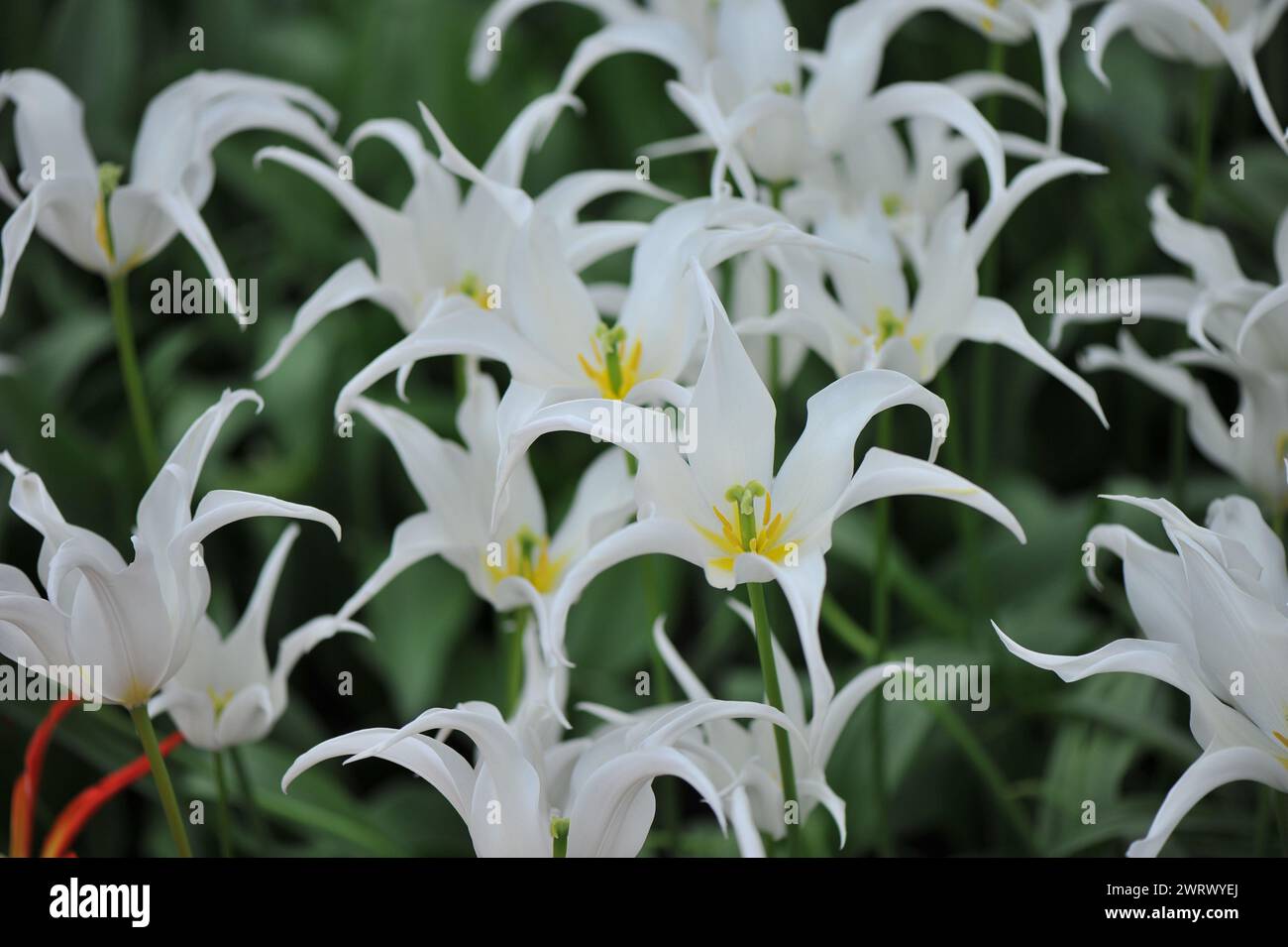 Tulipes blanches à fleurs de lis (Tulipa) soins de santé fleurissent dans un jardin en avril Banque D'Images