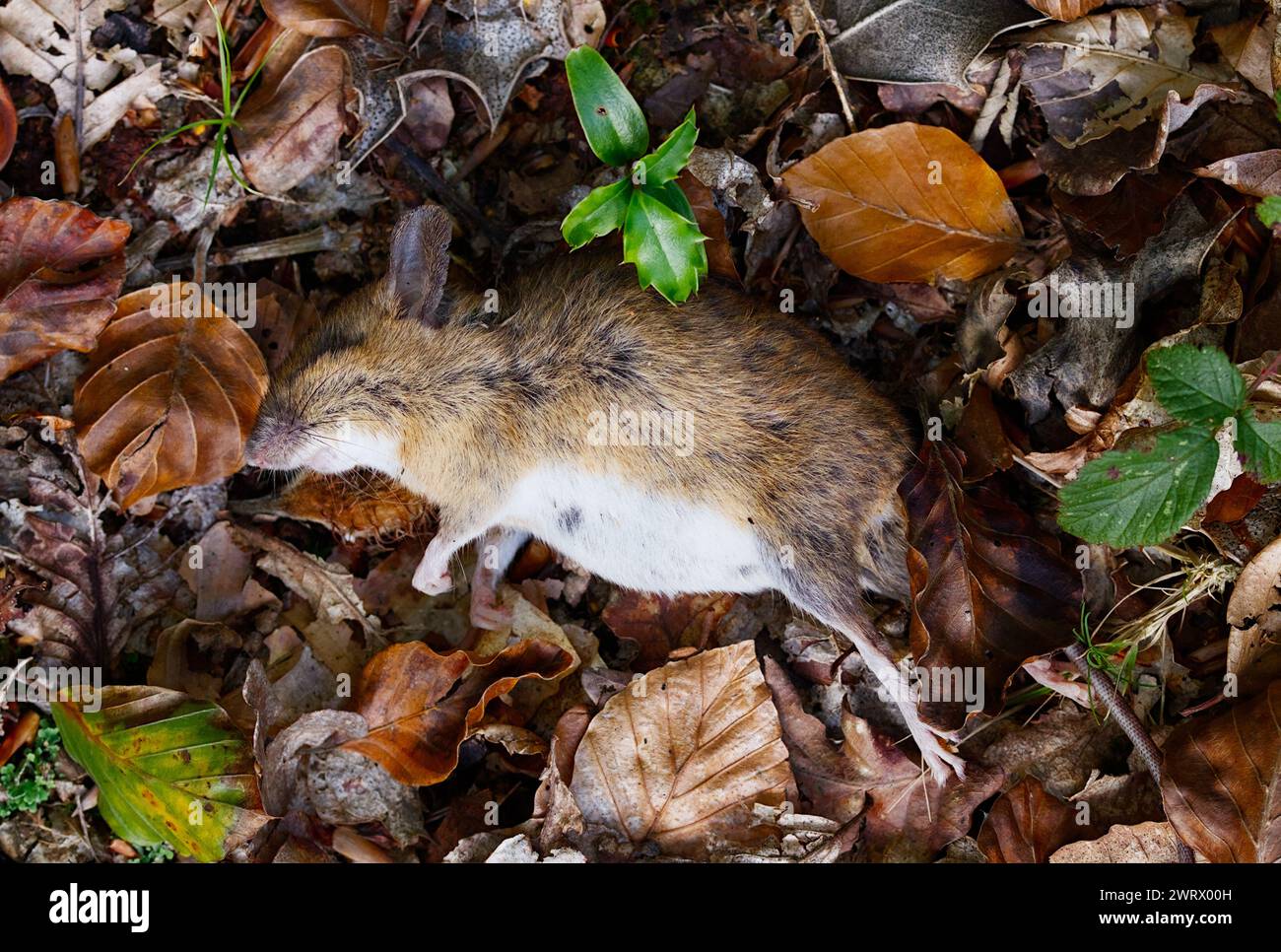 Souris Dead Wood, Apodemus sylvaticus, couché sur le sol parmi les feuilles, New Forest UK Banque D'Images