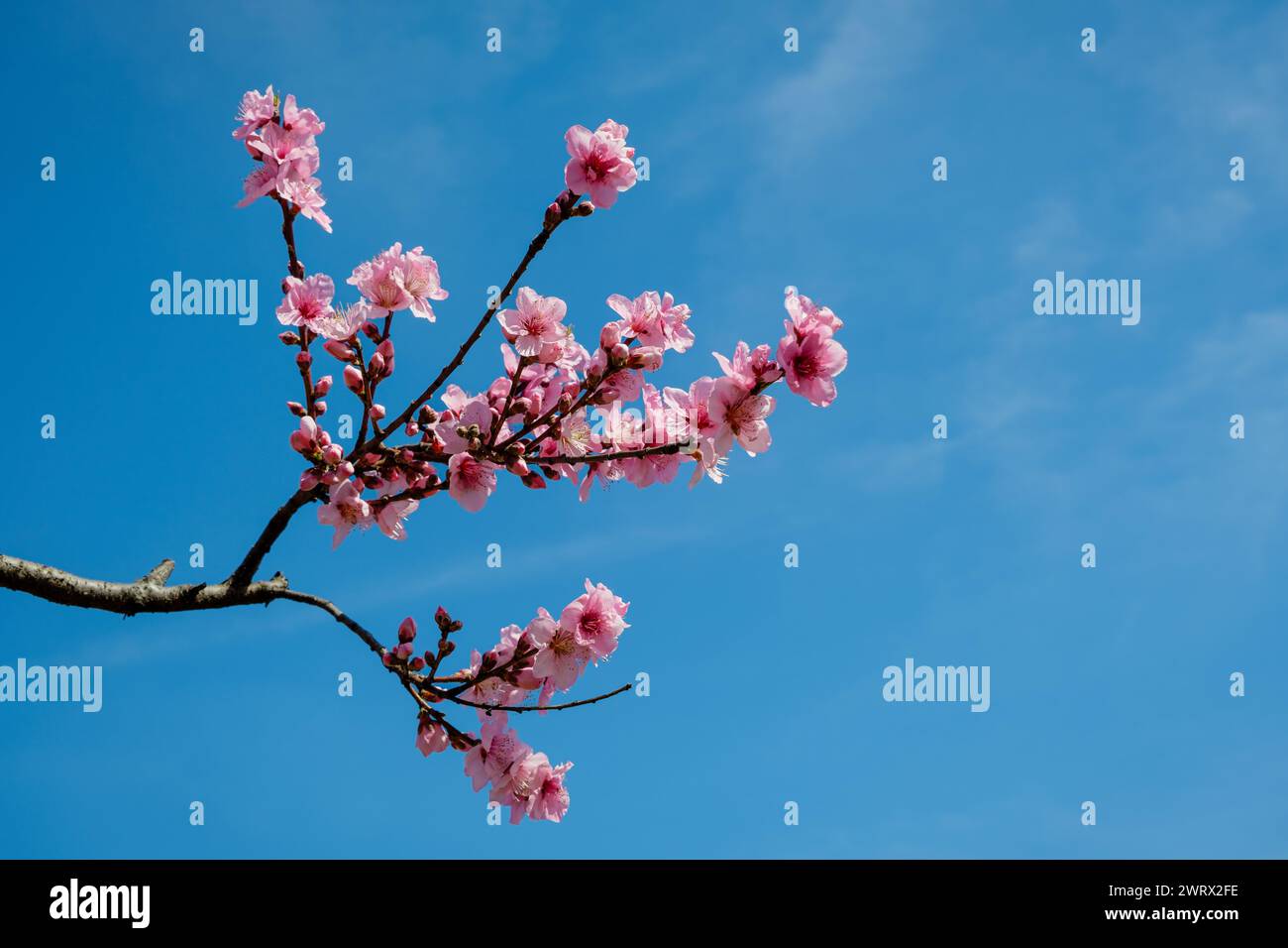 Fleurs d'arbre fruitier rose en fleur contre un ciel bleu avec espace de copie. Banque D'Images