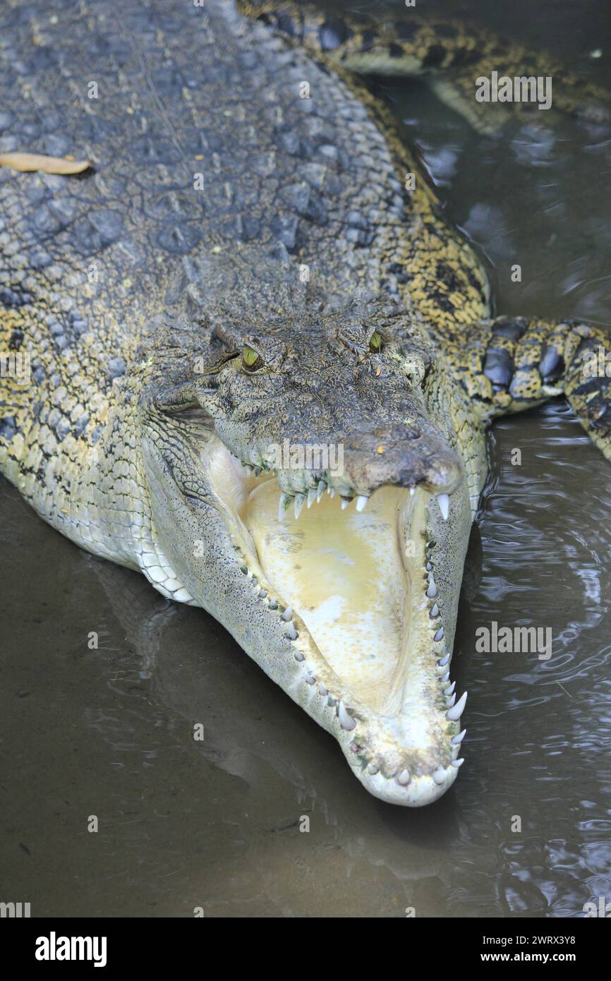 Le crocodile estuarien ou Crocodylus porosus qui chasse agressivement quand jour ou nuit ouvre sa bouche large. Banque D'Images