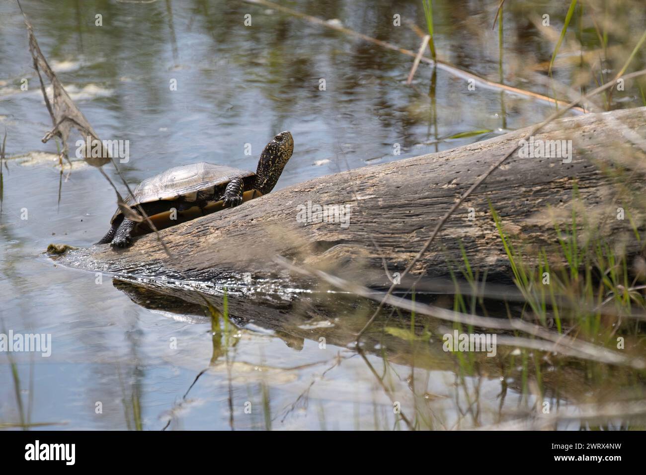 Tortue d'étang européen ou terrapin d'étang européen ou tortue d'étang européen (Emys orbicularis). Banque D'Images