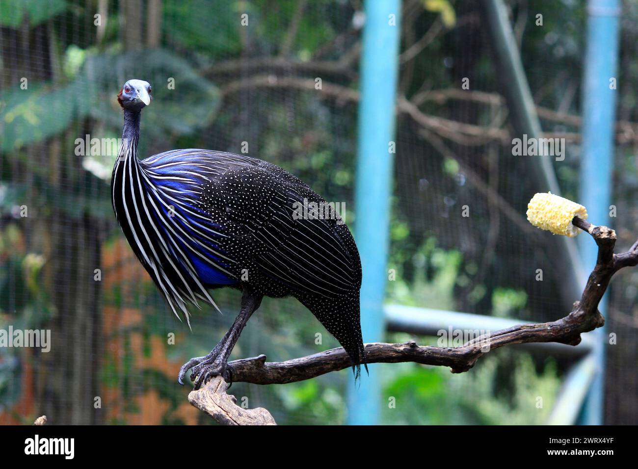 La pintade Vulturine ou Acryllium Vulturinum, une volaille ornementale d'Afrique qui est beaucoup chassée par les amateurs d'animaux exotiques en raison de sa beauté Banque D'Images