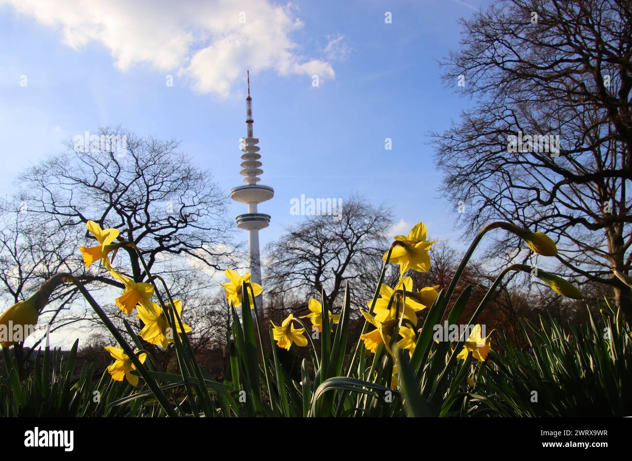 Frühlingswetter : Blühende Osterglocken im Park Planten un Blomen à Hambourg. *** Printemps temps florissant jonquilles dans le parc Planten un Blomen à Hambourg Banque D'Images