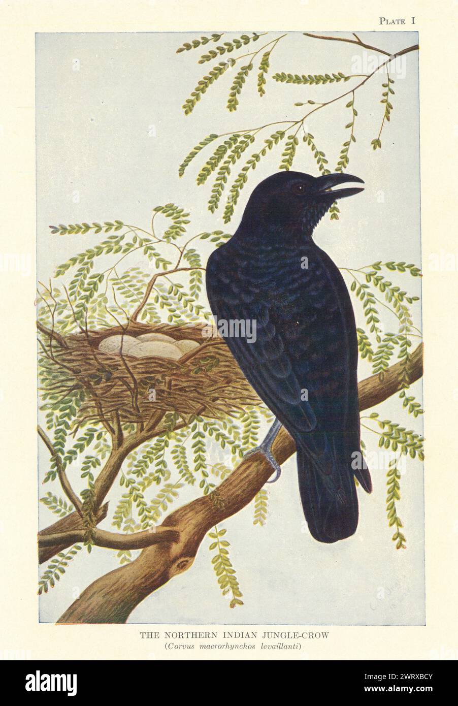 Corvus macrorhynchos levaillanti (Corvus macrorhynchos levaillanti) oiseaux indiens 1936 Banque D'Images