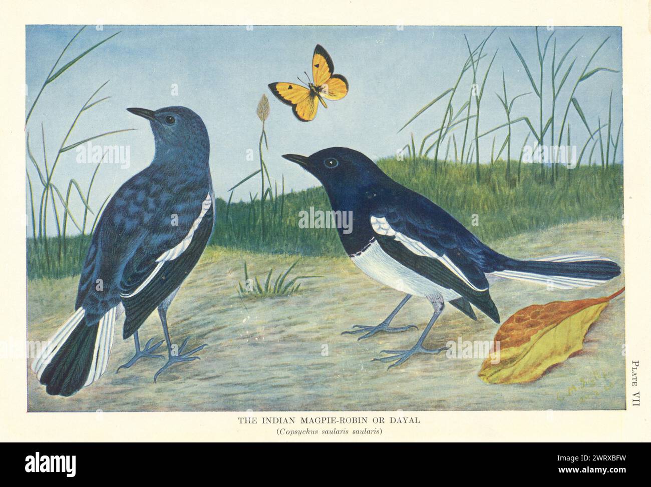 Magpie-Robin indien ou Dayal (Copsychus saularis saularis). Oiseaux indiens 1936 Banque D'Images