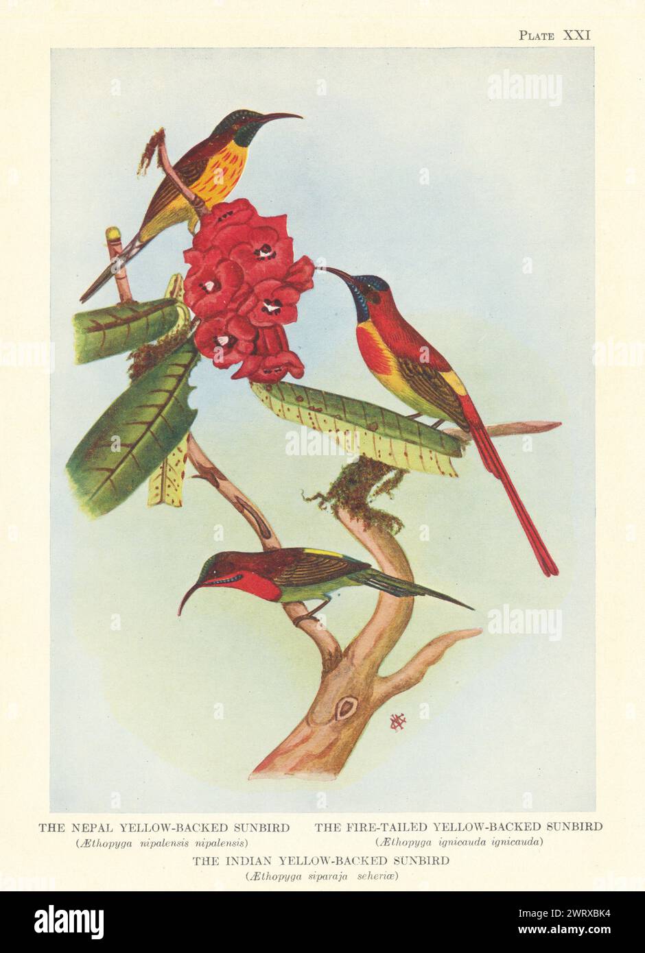 Nepal, Fire-queue & Indian Yellow-back Sunbirds (Aethopyga) 1936 vieux imprimé Banque D'Images