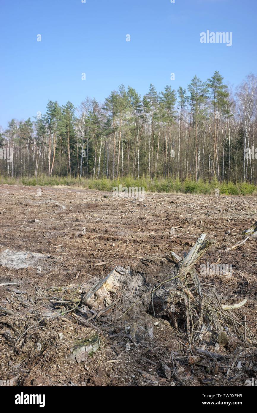 Photo d'une souche d'arbre, mise au point sélective. Banque D'Images