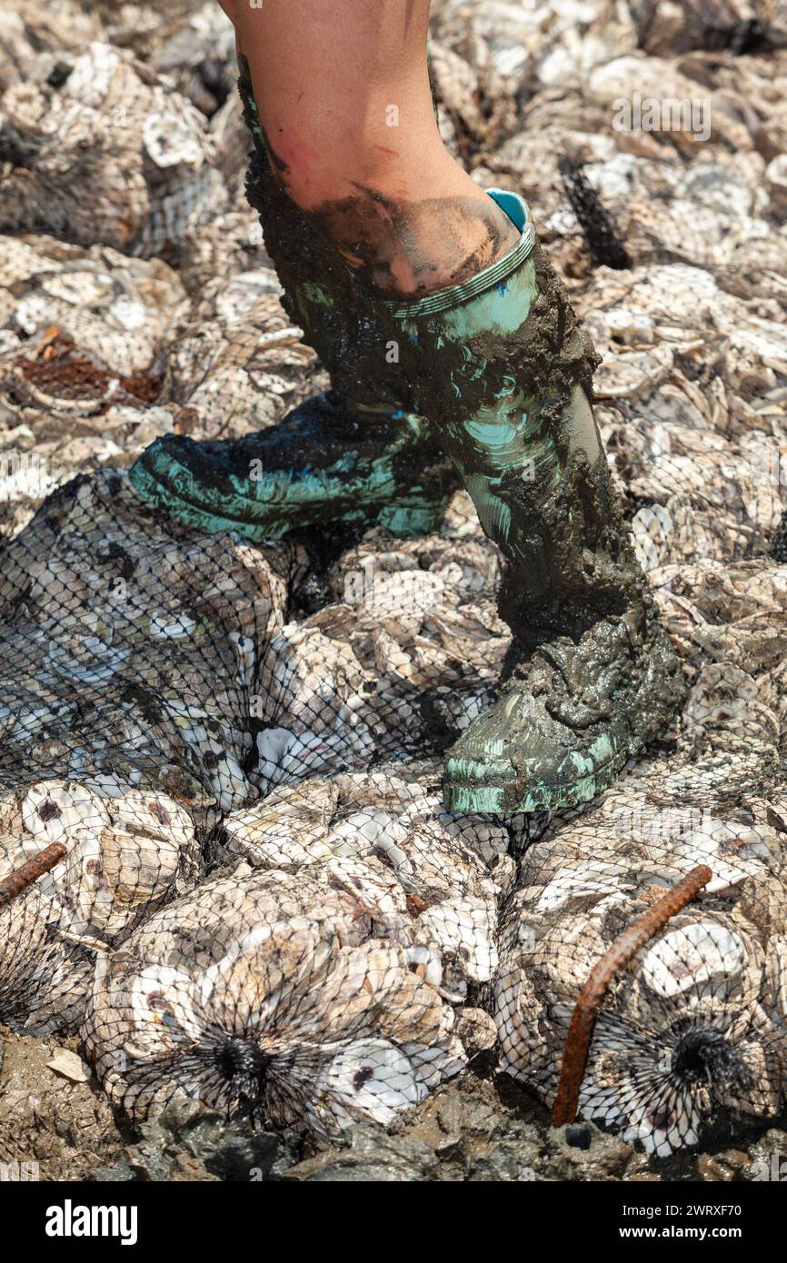 Pluff Mud recouvre les bottes d'une bénévole alors qu'elle travaille avec des coquilles d'huîtres recyclées pour créer un récif artificiel le long du marais salé à Awendaw, en Caroline du Sud. Les coquilles d’huîtres recyclées sont utilisées pour construire de nouveaux récifs où les bébés huîtres peuvent pousser et servir de brise-lames naturels qui protègent les côtes de l’impact des tempêtes et de l’élévation du niveau de la mer. Banque D'Images