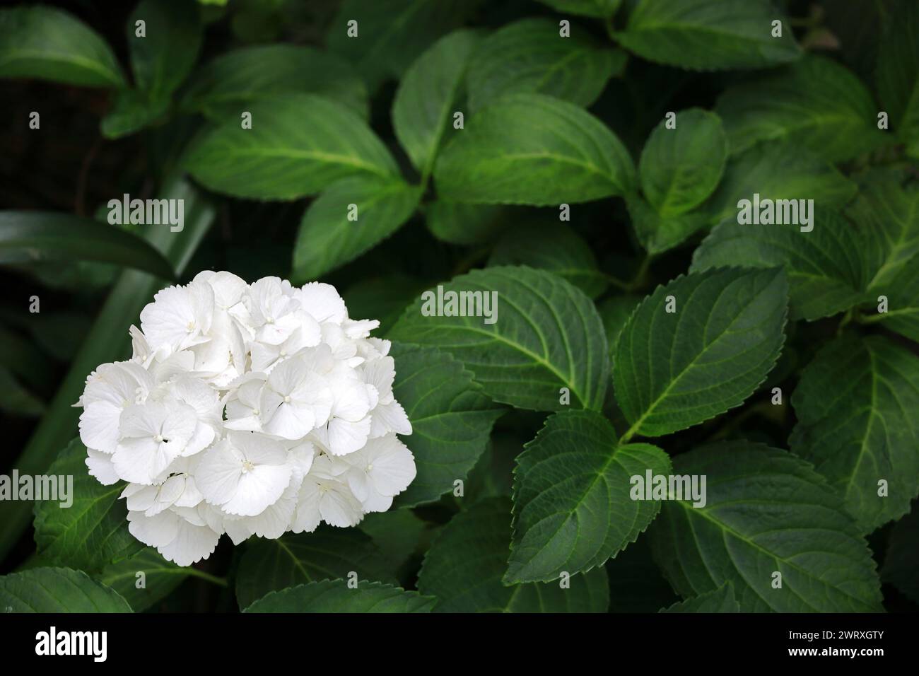 Une hortensia blanche fleurissant tranquillement dans un coin du jardin Banque D'Images Une hortensia blanche fleurissant tranquillement dans un coin du jardin Banque D'Images