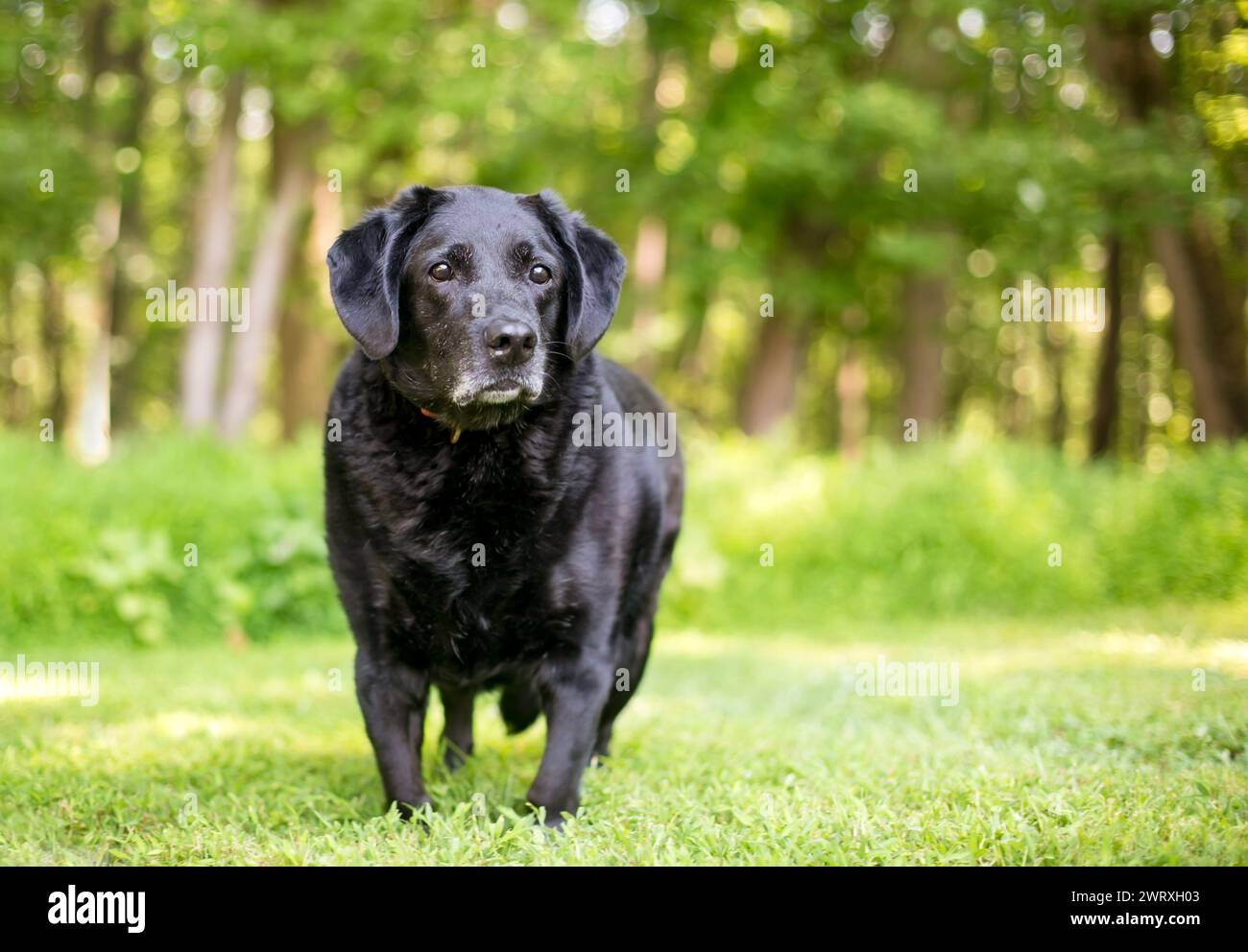 Chien Labrador Retriever de race mixte en surpoids debout à l'extérieur Banque D'Images