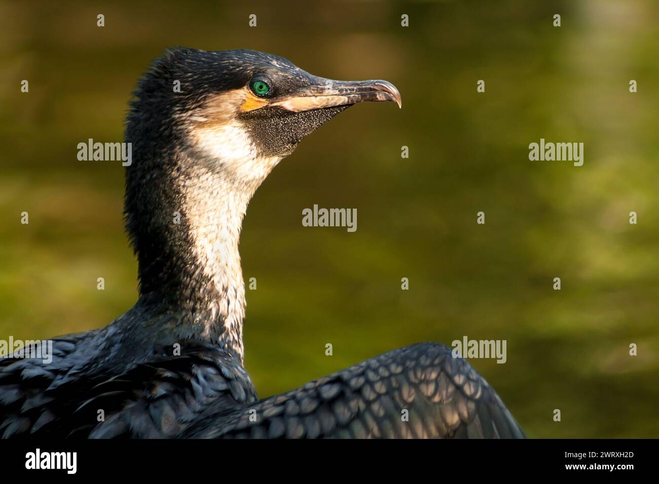 Un cormoran à poitrine blanche (Phalacrocorax lucidus) Banque D'Images