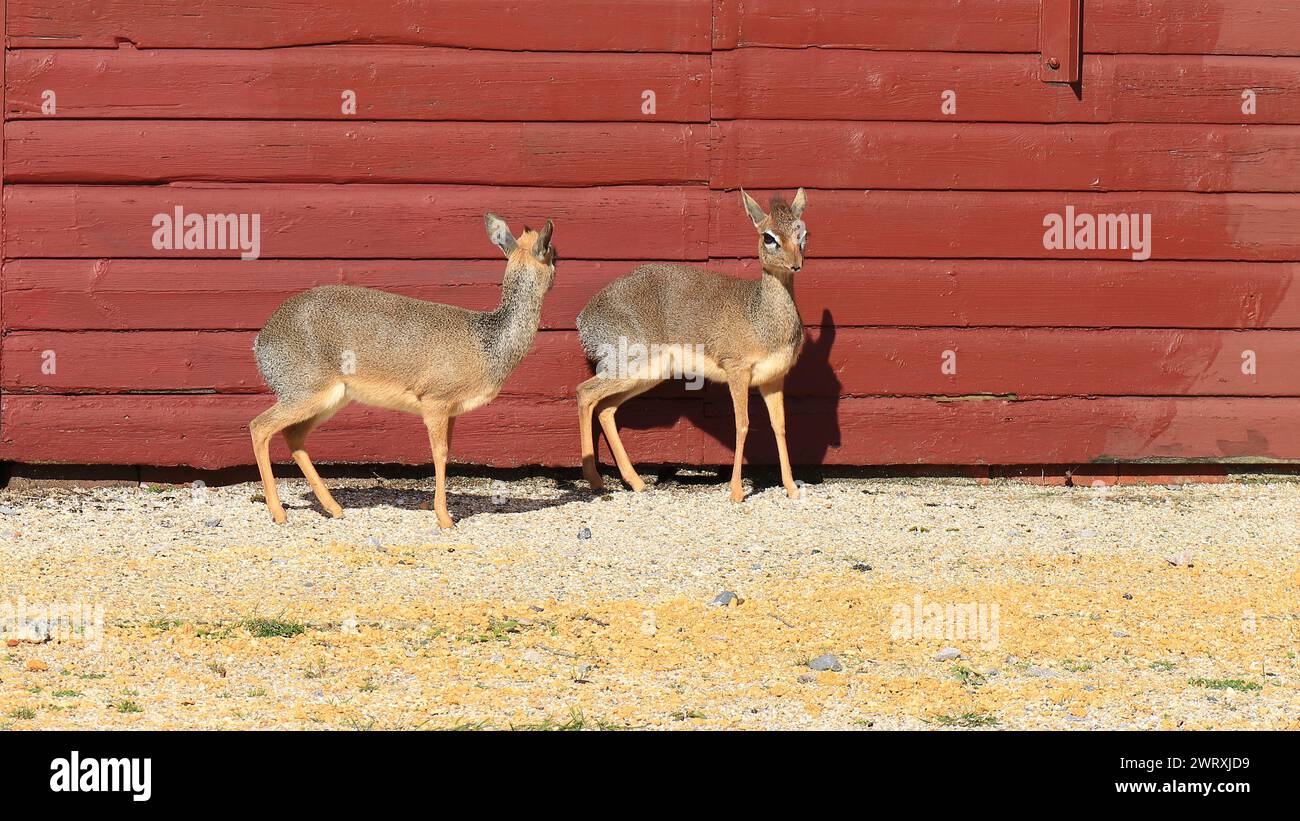 Paire de dik-diks dans une enceinte. 3 mars 2023. Zoo de Marwell, NR Winchester, Hampshire, Angleterre. L'une des vues du parc zoologique qui est un organisme de bienfaisance enregistré en Angleterre. Marwell abrite un certain nombre d'espèces menacées dans la nature et fait beaucoup de travail de conservation et travaille avec des groupes éducatifs. Banque D'Images