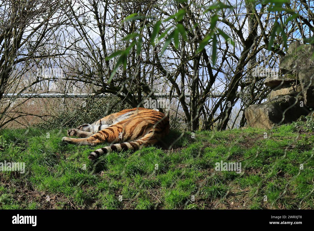 Un tigre de l'amour, une espèce menacée, se détendant dans son enclos. 3 mars 2023. Zoo de Marwell, NR Winchester, Hampshire, Angleterre. L'une des vues du parc zoologique qui est un organisme de bienfaisance enregistré en Angleterre. Marwell abrite un certain nombre d'espèces menacées dans la nature et fait beaucoup de travail de conservation et travaille avec des groupes éducatifs. Banque D'Images