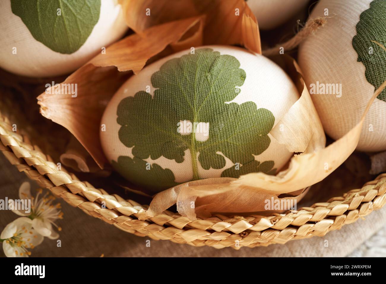 Oeuf de Pâques blanc avec feuille de célandine attachée, prêt à être teint avec des peaux d'oignon Banque D'Images