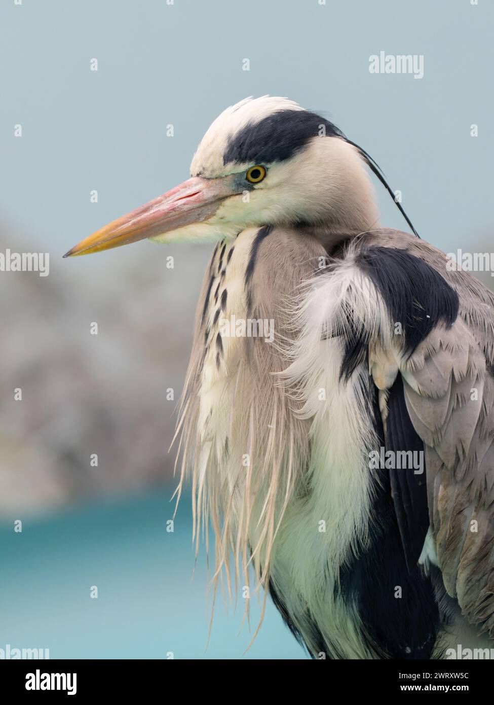 Une image rapprochée de la partie supérieure d'un héron gris, Ardea cinerea. Banque D'Images