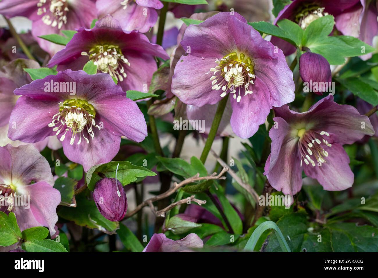 Gros plan de fleurs d'hellebore rose (helleborus orientalis) en fleurs Banque D'Images