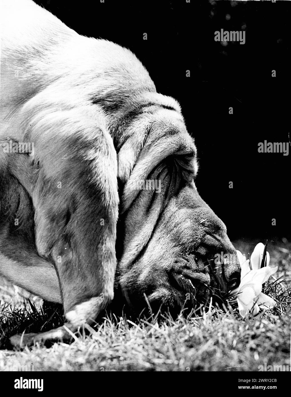 1980 : North Hertfordshire, Angleterre, Royaume-Uni.:HUNTSMAN, The Bloodhound appartient à M. Appleton de Baldock Herts, North Hertfordshire : (crédit image : © Keystone Press Agency/ZUMA Press Wire). UTILISATION ÉDITORIALE UNIQUEMENT ! Non destiné à UN USAGE commercial ! Banque D'Images