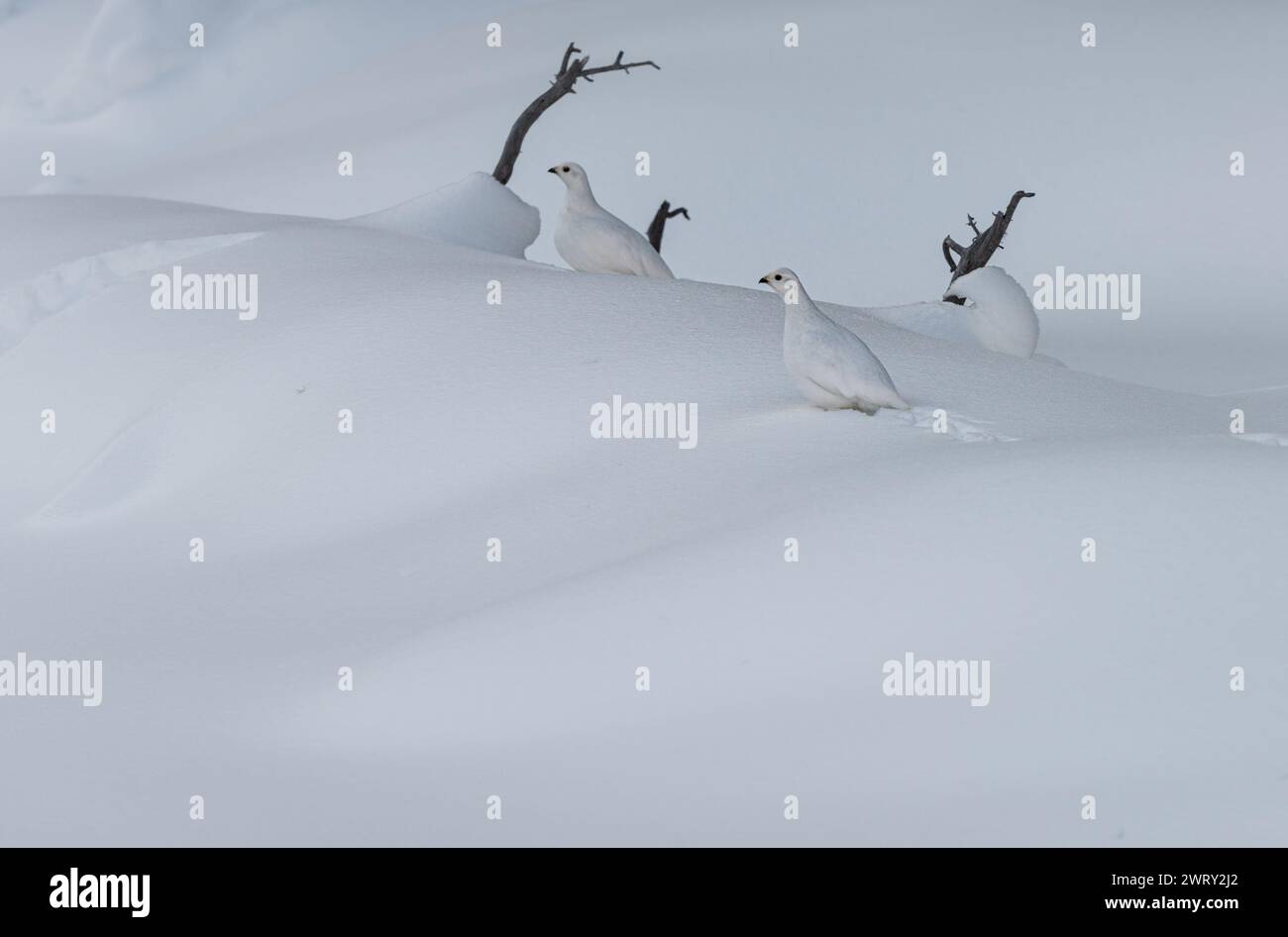 Deux Ptarmigan à queue blanche en hiver camouflés contre la neige Banque D'Images